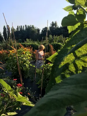 Afbeelding Plukhoek Mookhoek
