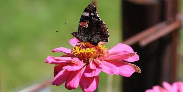 Afbeelding Pluktuin Landgoed De Zonnebloem