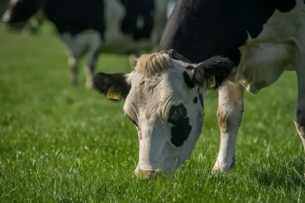Afbeelding Scharrelboerderij Wadwaai