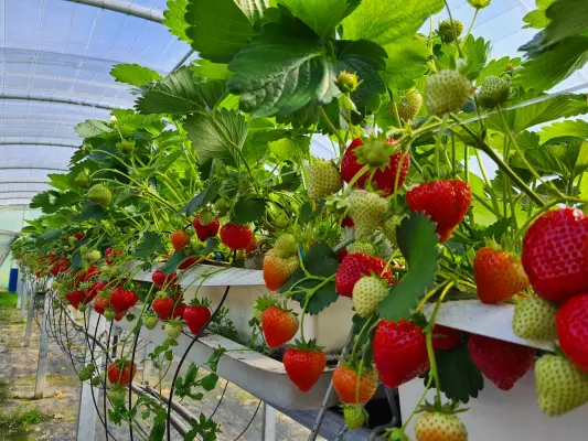 Afbeelding Slabbekoorn Fruitautomaat vitamine carrousel
