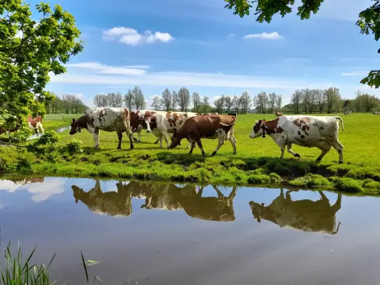Afbeelding Stal den Hollander
