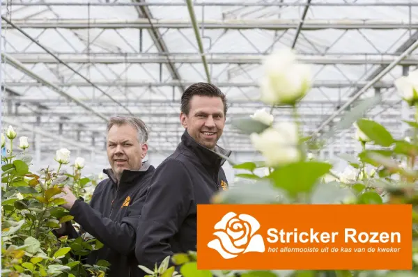 Afbeelding Stricker Rozen