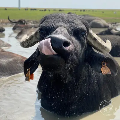 Afbeelding The Buffel Company | Vlees en zuivel van de waterbuffel