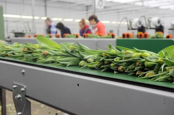 Afbeelding Tulpen.nl