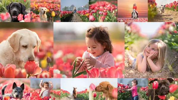 Afbeelding Tulpenpluktuin