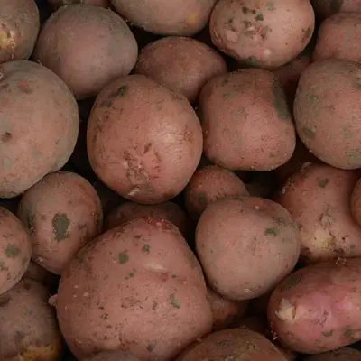 Productfoto Bildstar aardappelen