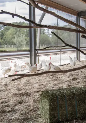 Afbeelding Van Ginkel Pluimveehouderij