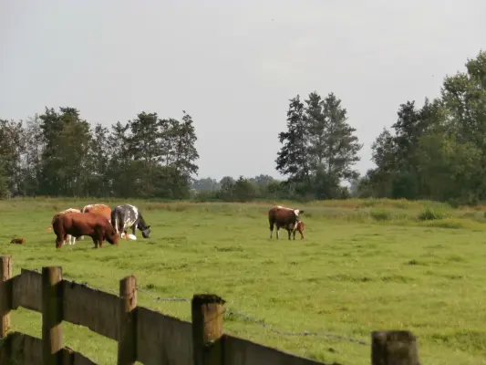 Productfoto Rundvlees pakketten