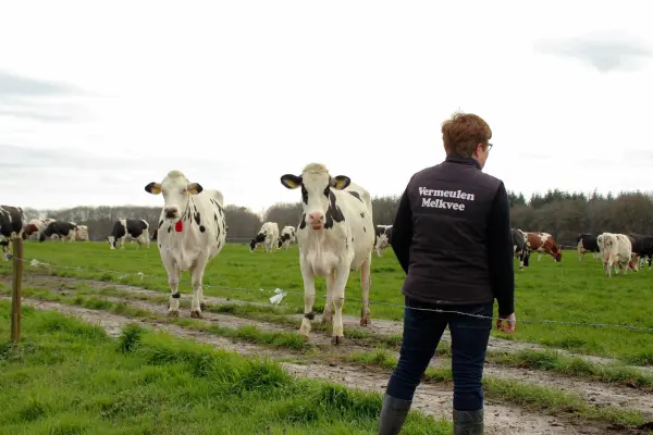 Afbeelding Vermeulen Melkvee