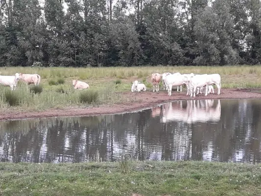 Afbeelding Vlees-boerderij Dieker