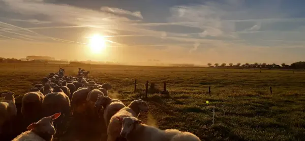 Afbeelding Kaasboerderij Mariekerke
