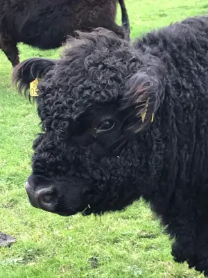 Afbeelding Vlees van runderen uit de natuur