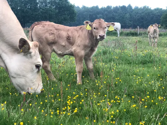 Afbeelding Vleesboerderij van Trijp