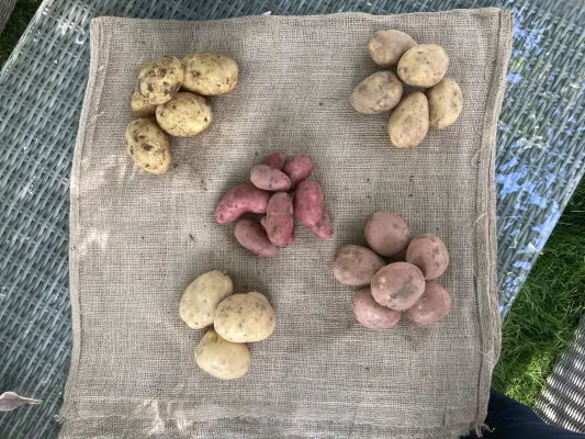 Productfoto Mini aardappelen, zak 2 kilo