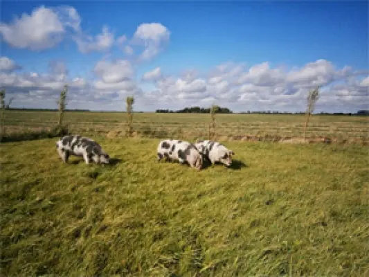 Afbeelding Waddenvarkens