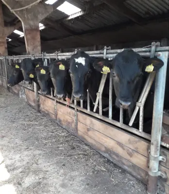 Afbeelding West Angus & Meer