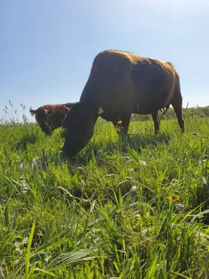 Afbeelding Wiersema Wagyu