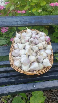 Afbeelding Zeeuwse knoflook