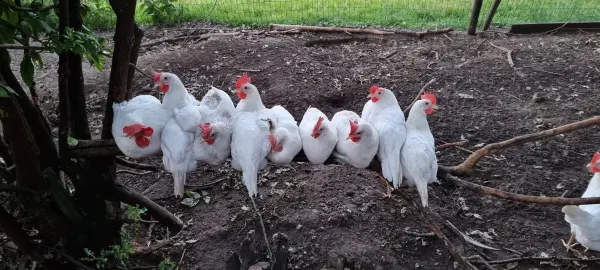 Afbeelding Zorgboerderij Holterbroek