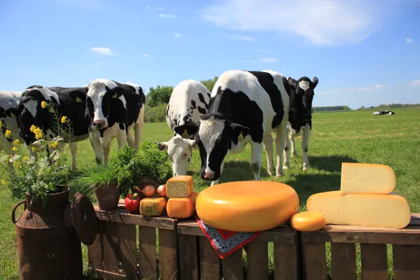 Afbeelding Zuivelboerderij Noordam