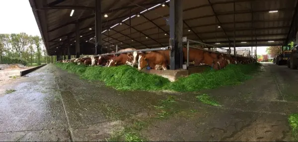 Afbeelding Zuivelboerderij Wikkerink