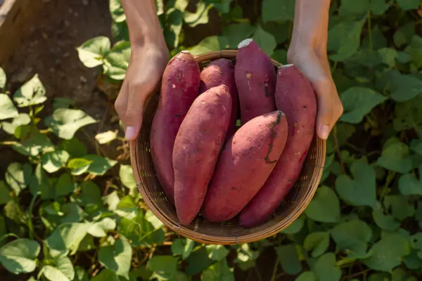 Productfoto Zoete aardappel