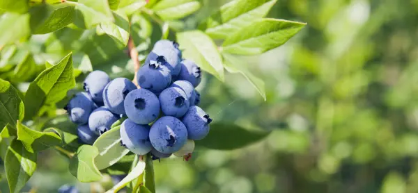 Productfoto Blauwe bessen