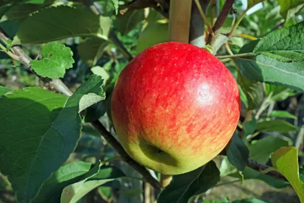 Productfoto Allurel appels