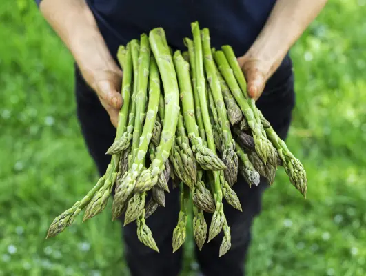Productfoto Asperges AA-violet - dagvers