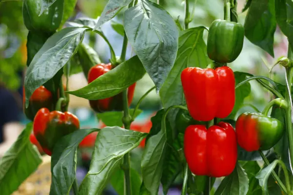 Productfoto Paprika rood