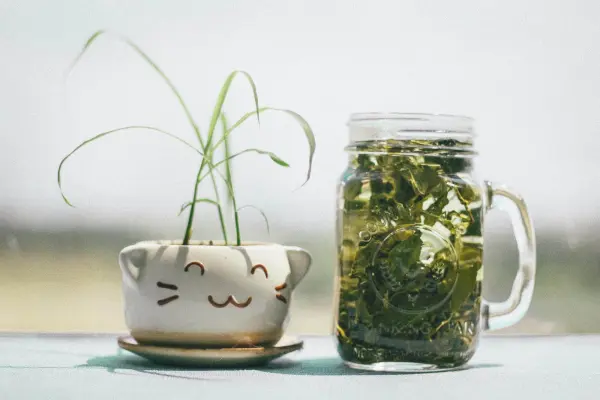 Productfoto Aroniabessenthee