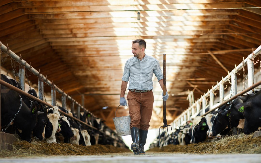 Het belang van de korte voedselketen en de rol van Lekkerder bij de Boer