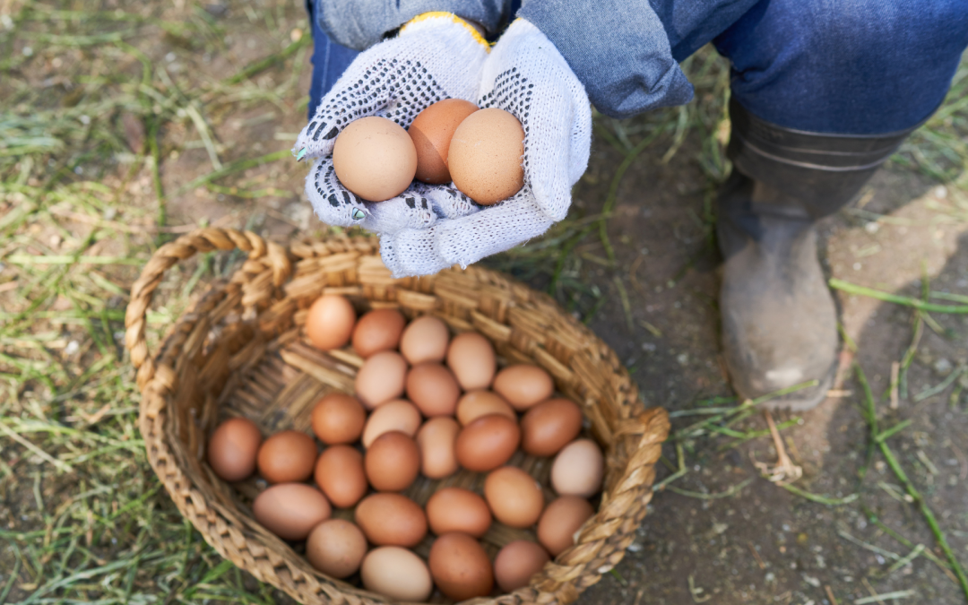 Van boerderij-ei tot perfecte omelet