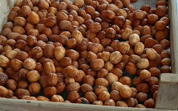Productfoto Walnoten