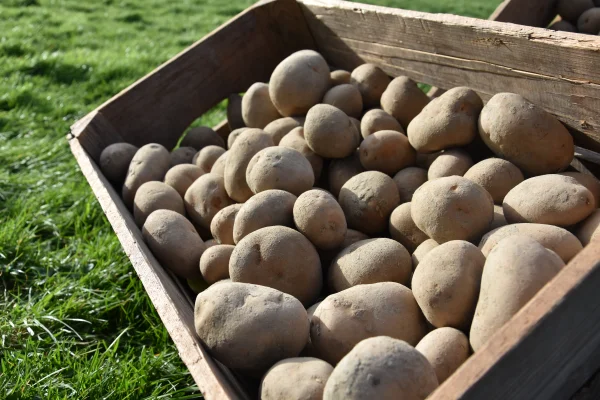 Productfoto Sevilla's