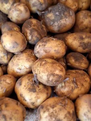 Productfoto Nieuwe aardappelen Frieslander