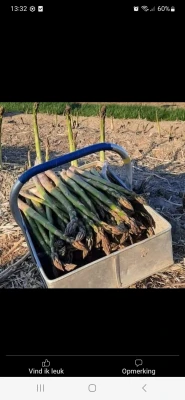 Productfoto Groene asperges vers van het land.