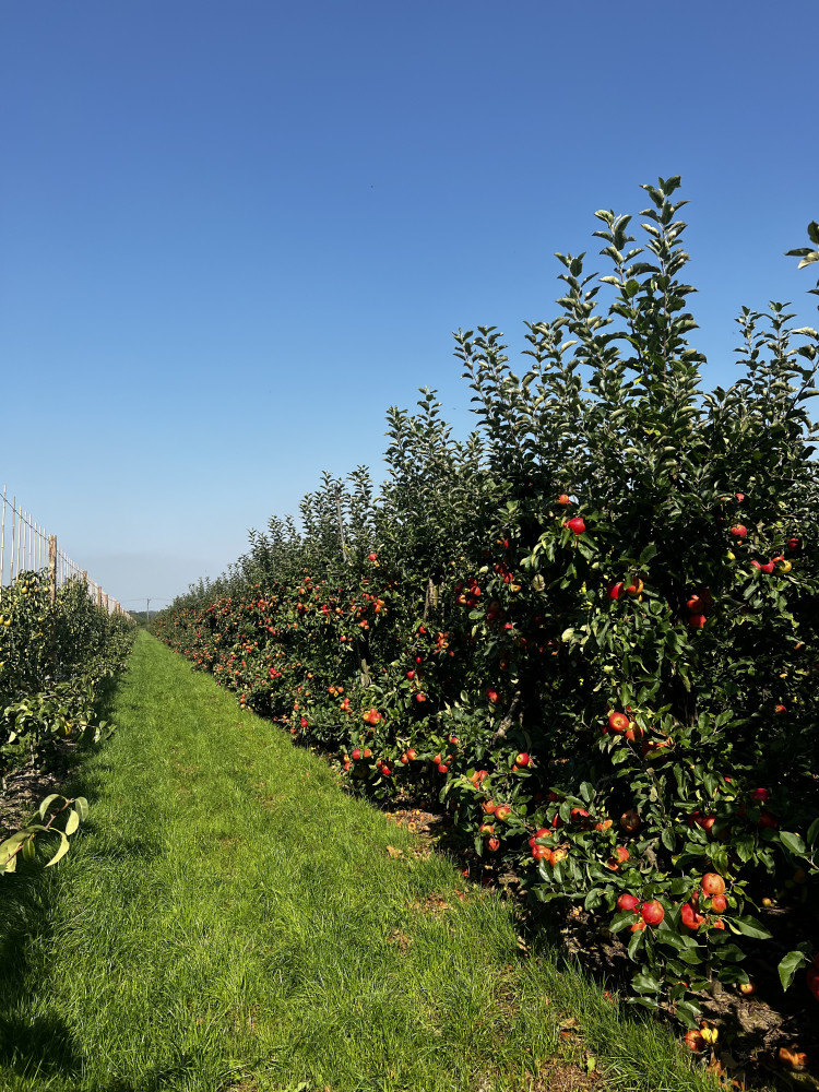 Hoofdafbeelding van Betuwsch Vers Huys