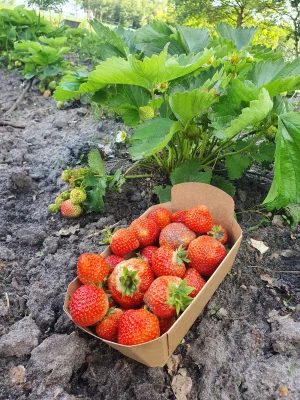 Productfoto Eigen teelt