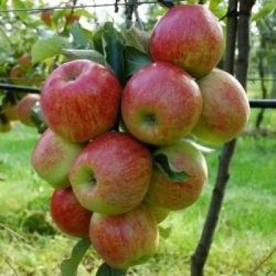 Productfoto Appels