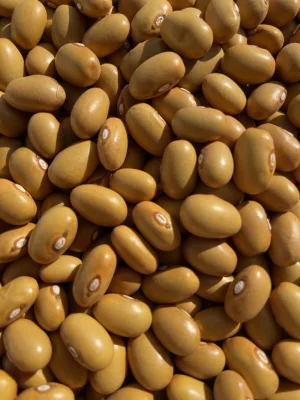 Productfoto Bruine bonen.