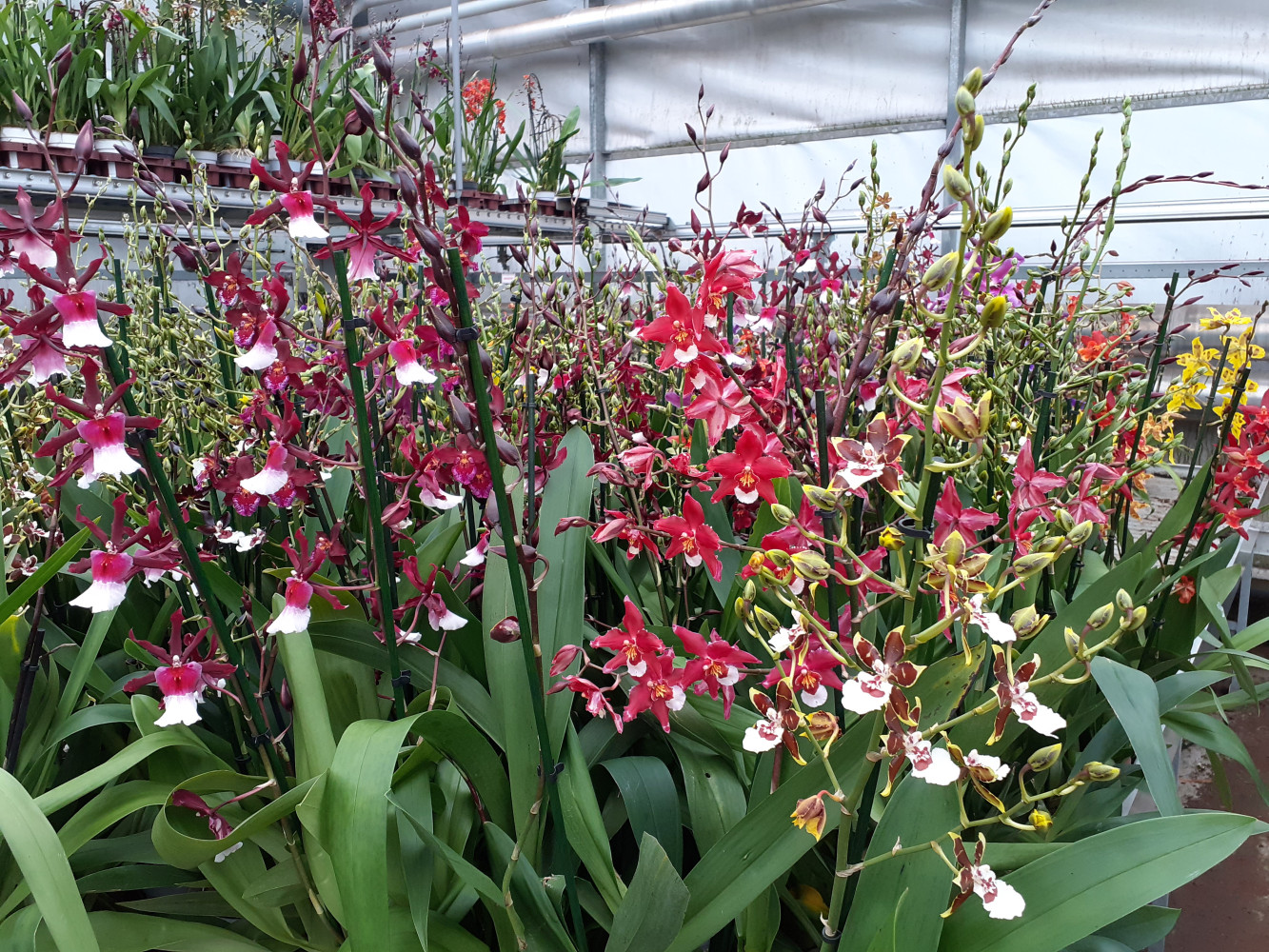 Bijzondere Orchideeën Inca Orchids Kwekerij in Nootdorp