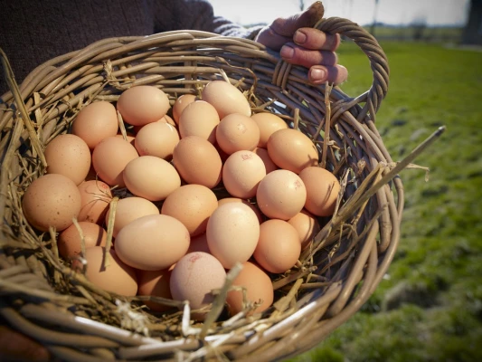 Productfoto Biologische eieren