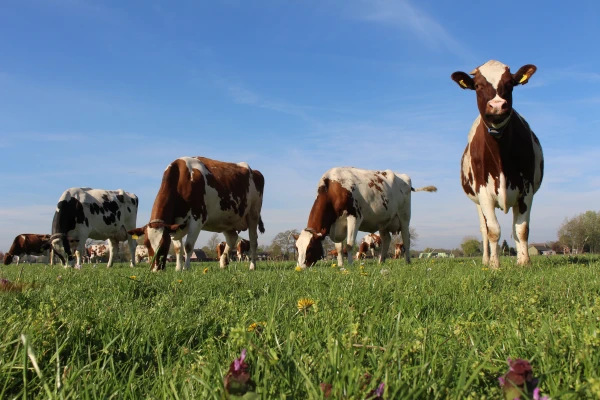 Afbeelding Biologisch Melkveebedrijf Nijhof