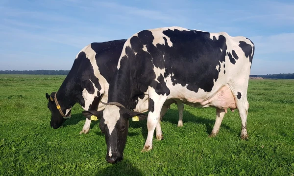 Productfoto Verse melk