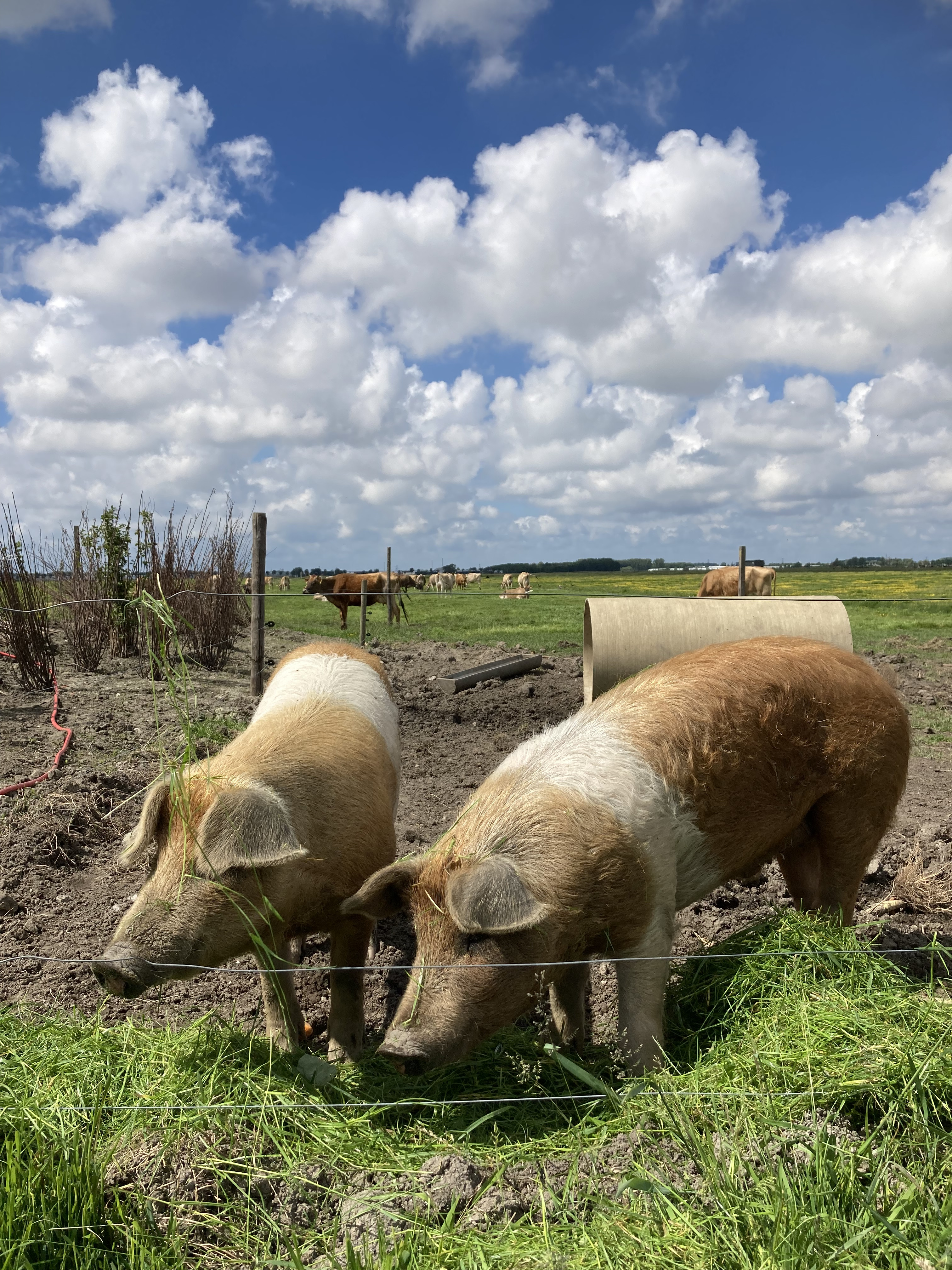 Biologische Boerderij Landlust - Boerderijwinkel En Boerderij In Maasland