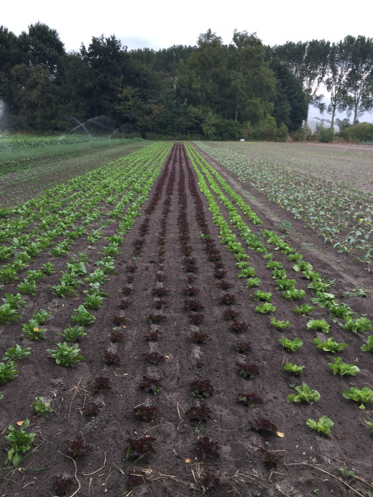 Hoofdafbeelding van Biologische Tuinderij de Twee Linden