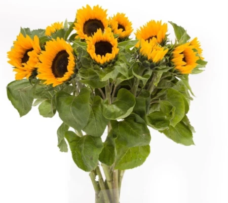 Productfoto Zonnebloemen