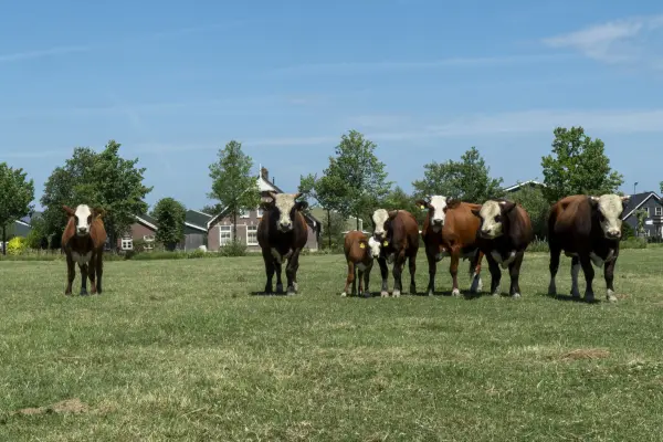 Boerderijwinkels bij jou in de buurt - #1 Kopen bij de Boer