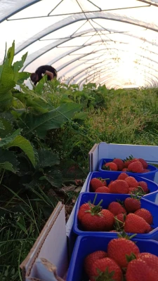 Productfoto Bio-logische aardbeien